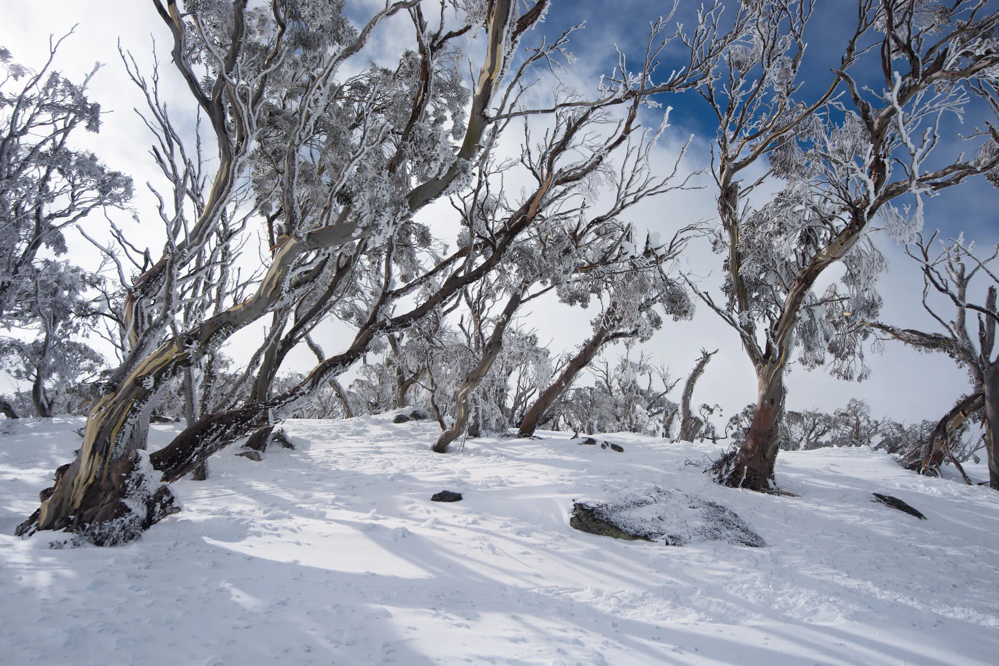 snow gums